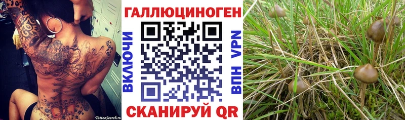 Псилоцибиновые грибы прущие грибы  Гудермес 
